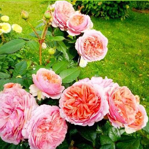 Роза чайно-гибридная Чиппндейл (Chippendale)